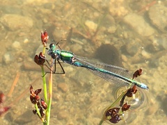 Lestes sponsa