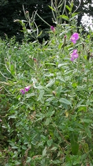 Epilobium hirsutum
