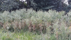 Epilobium hirsutum