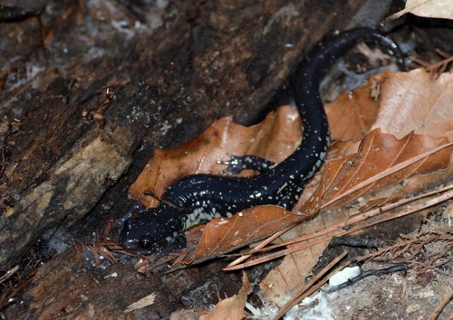 Atlantic Coast Slimy Salamander
