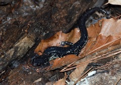 Plethodon chlorobryonis