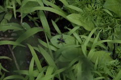 Cylindromyia bicolor