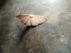 Lepidoptera