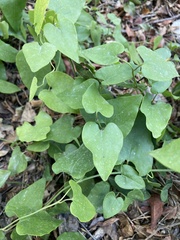 Aristolochia clematitis