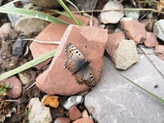 Polycaena