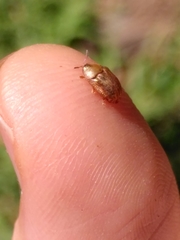 Hypocassida meridionalis