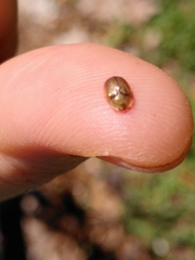 Hypocassida meridionalis