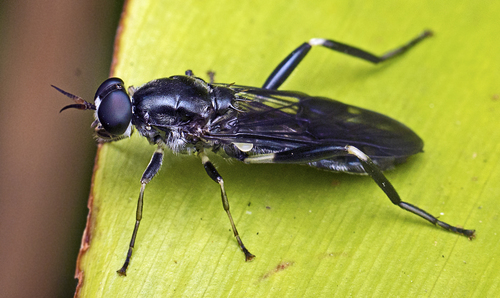 Garden soldier fly photo 3