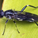 Garden Soldier Fly - Photo (c) tjeales, some rights reserved (CC BY-SA), uploaded by tjeales