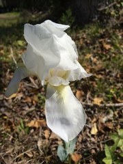 Iris albicans