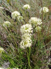 Allium flavescens