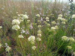 Allium flavescens