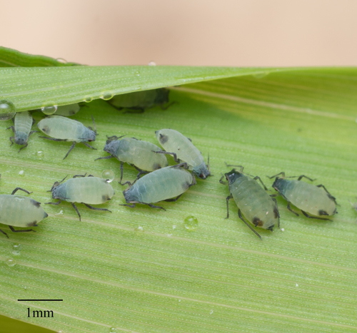 Corn Leaf Aphid photo 4