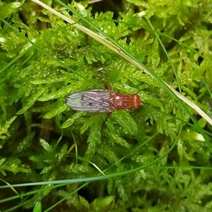 Dryomyzidae