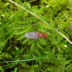 Dryomyzidae
