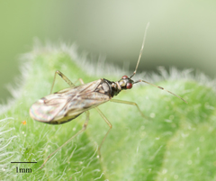 Dicyphus hesperus