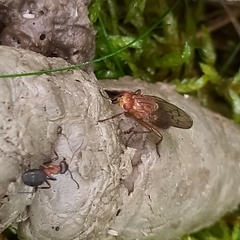 Dryomyzidae