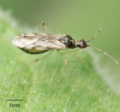 Dicyphus hesperus