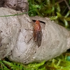 Dryomyzidae
