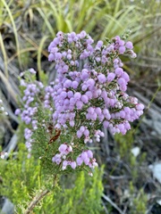 Erica hirtiflora