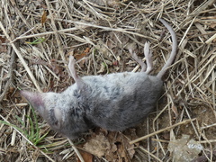 Crocidura suaveolens