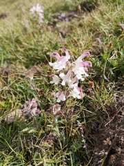 Pedicularis cheilanthifolia