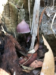 Mycena clarkeana