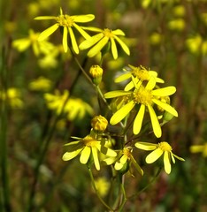 Senecio abruptus