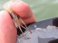 Macrobrachium nipponense