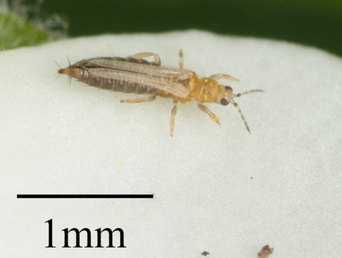 Western Flower Thrips photo 3