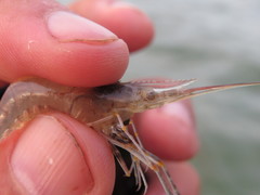 Macrobrachium nipponense