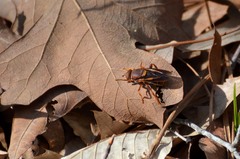 Teuchocnemis bacuntius