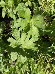 Geranium phaeum