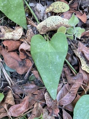Aristolochia clematitis