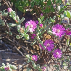 Phiambolia