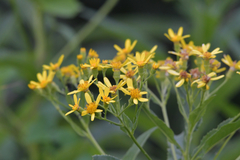 Senecio sarracenicus