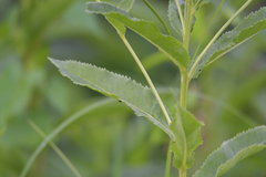 Senecio sarracenicus