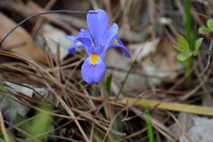 Iris verna