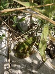 Pelophylax kurtmuelleri