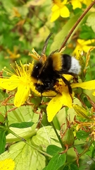 Bombus