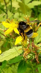 Bombus