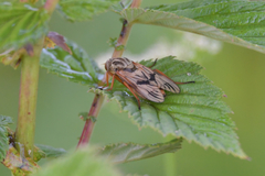 Arthropeas
