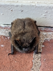 Myotis leibii