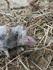 Crocidura suaveolens