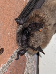 Myotis leibii