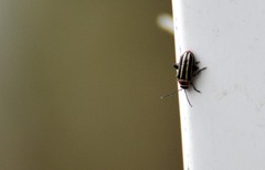 Disonycha pensylvanica