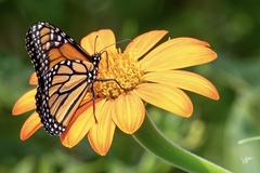 Danaus plexippus