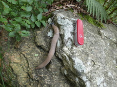 Limax subalpinus