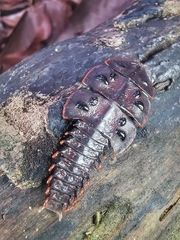 Platerodrilus ruficollis