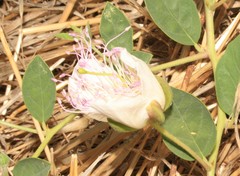 Capparis sicula